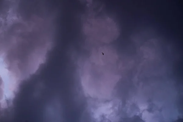 Koyu Mor Gri Bulutlu Gökyüzü Uçan Kuşların Dramatik Bir Görüntüsü — Stok fotoğraf