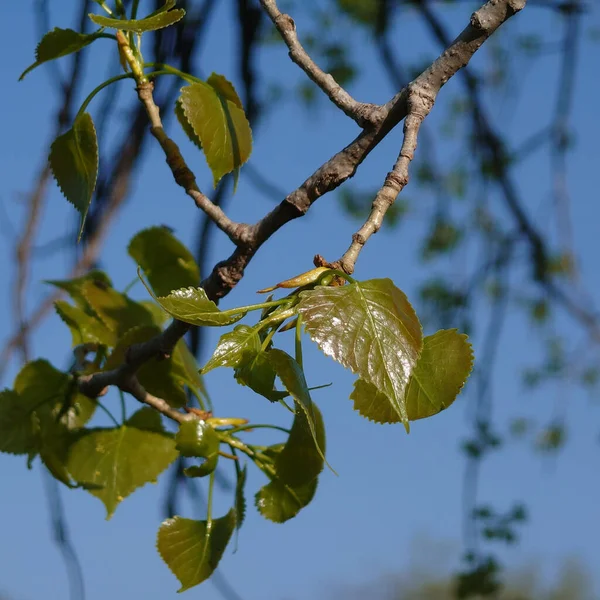 绿褐色叶子的树枝的特写镜头 — 图库照片