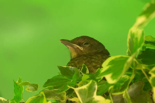 一只刚刚出生的黑鸟宝宝的浅焦点 它从常春藤中偷窥出来 背景是绿色的 — 图库照片