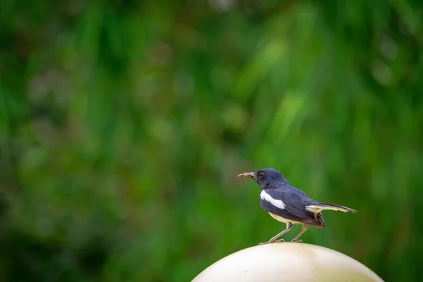 Een Close Shot Van Een Ekster Die Een Rond Oppervlak — Stockfoto