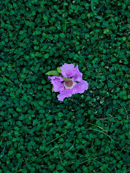 Top View Light Violet Flower — Stock Photo, Image