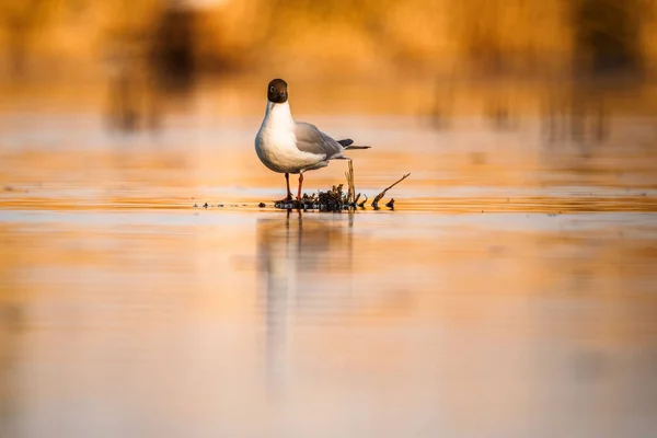 Primer Plano Una Gaviota Cabeza Negra Chroicocephalus Ridibundus Pie Fondo —  Fotos de Stock