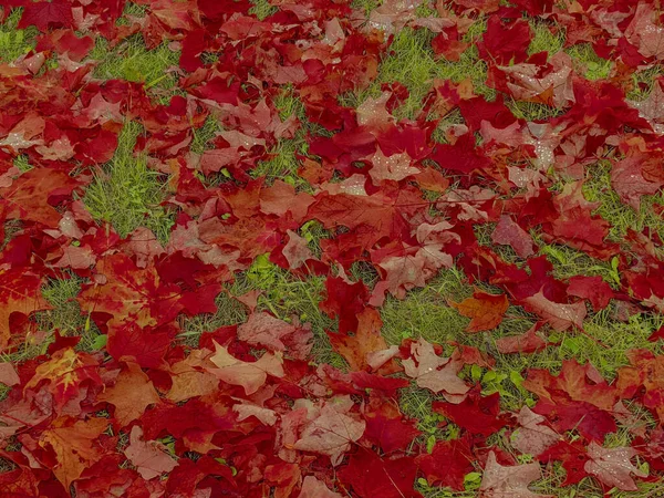 一张深红色的秋叶在地面上的特写照片 — 图库照片