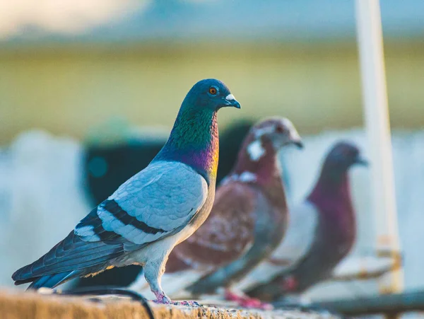 비둘기들 비둘기 칼럼바 일람표 — 스톡 사진