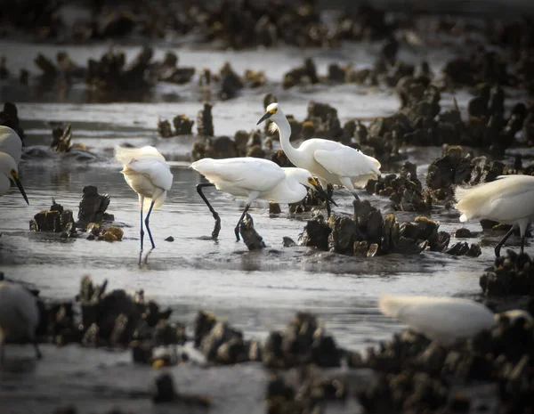 Beau Plan Aigrettes Marchant Sur Une Eau — Photo