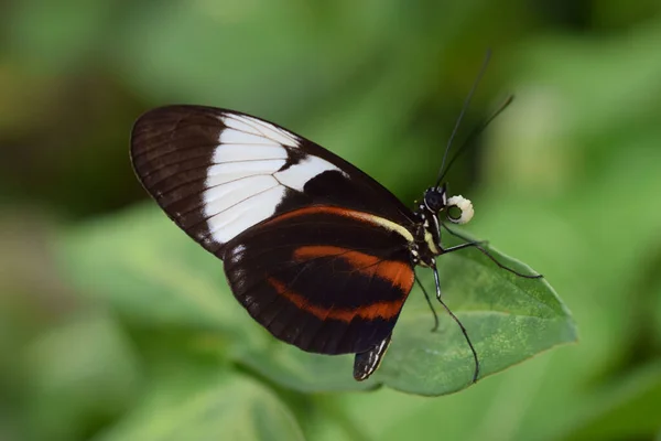 Mělký Ohniskový Snímek Motýla Dlouhokřídlého Heliconius Cydno — Stock fotografie