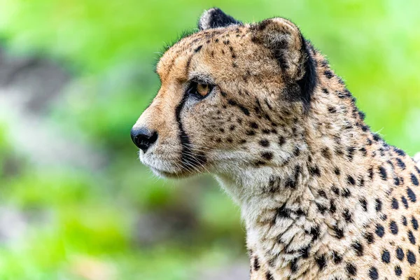 Een Portret Van Zijkant Van Een Wilde Baby Cheetah Acinonyx — Stockfoto
