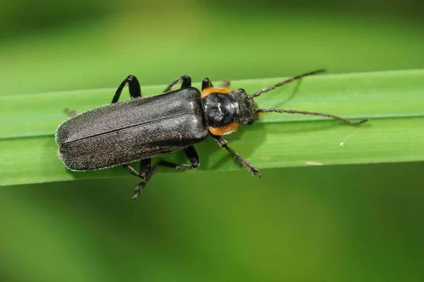 Одяг Чорному Воїні Жуку Cantharis Obscura Який Сидить Зеленому Листі — стокове фото