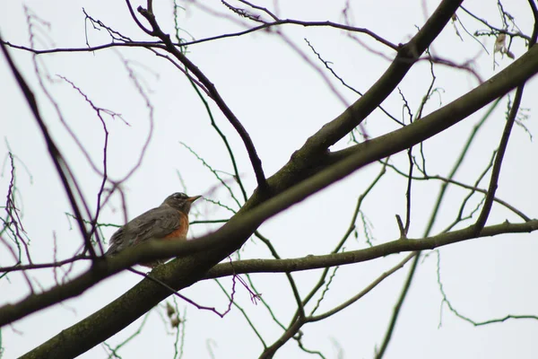 Prise Vue Angle Bas Merle Américain Perché Sur Une Branche — Photo