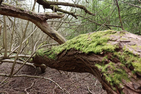 リーディング ロウアー アーリーの森の苔で覆われた古い枯れ木のクローズアップショット — ストック写真