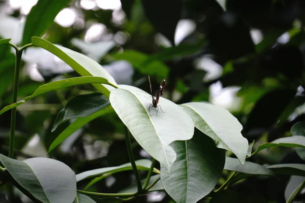 Κοντινό Πλάνο Μιας Μαύρης Φτερωτής Πεταλούδας Ένα Φύλλο — Φωτογραφία Αρχείου