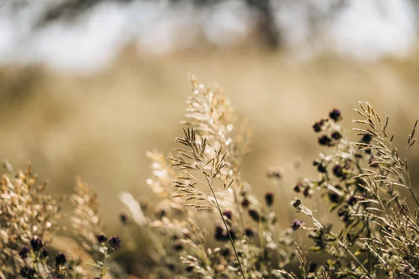 Almanya, Eltville 'de güzel çiçeklerin yakın plan çekimi.