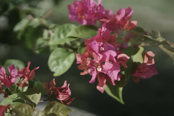 Eine Nahaufnahme Von Rosa Bougainvillea Glabra Blumen Die Sonnenlicht Blühen — Stockfoto