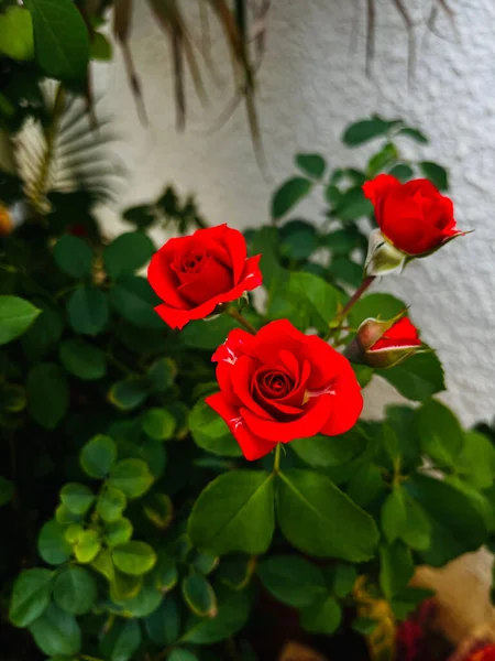 Plano Vertical Hermosas Rosas Rojas Jardín —  Fotos de Stock