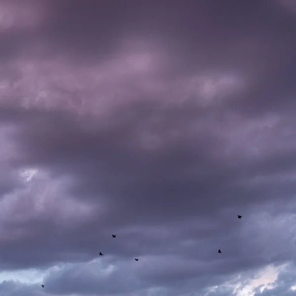 Egy Drámai Felvétel Sötét Lila Szürke Felhős Égboltról Madarak Repüléséről — Stock Fotó