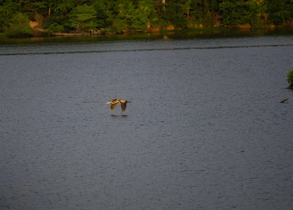 Uma Garça Cinzenta Voando Sobre Lago — Fotografia de Stock