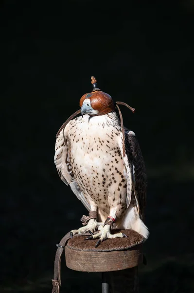 Portrait Beautiful Tame Falcon Bird Show — Stock Photo, Image