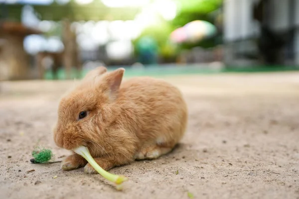 地面に野菜を食べる小さな茶色のウサギ — ストック写真