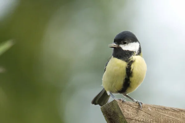 Closeup Shot Great Tit Standing Wood Isolated Green Nature Background — Zdjęcie stockowe