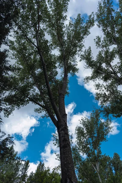 Plano Vertical Bajo Ángulo Árboles Verdes Altos Cielo Azul Nublado — Foto de Stock