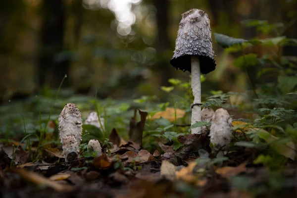 Coprinus Comatus 'un yakın çekimi, kabarık mürekkep başlığı, avukat peruğu..