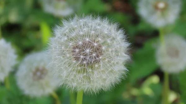 Close Shot Some Dandelions Green Blurry Background — Stock Photo, Image