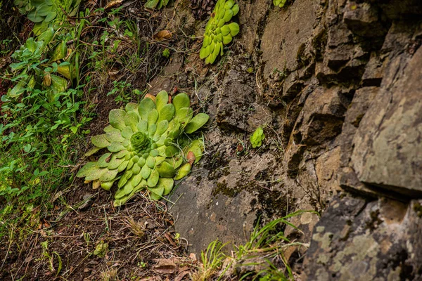 生长在地面上的克拉苏拉植物特写 — 图库照片