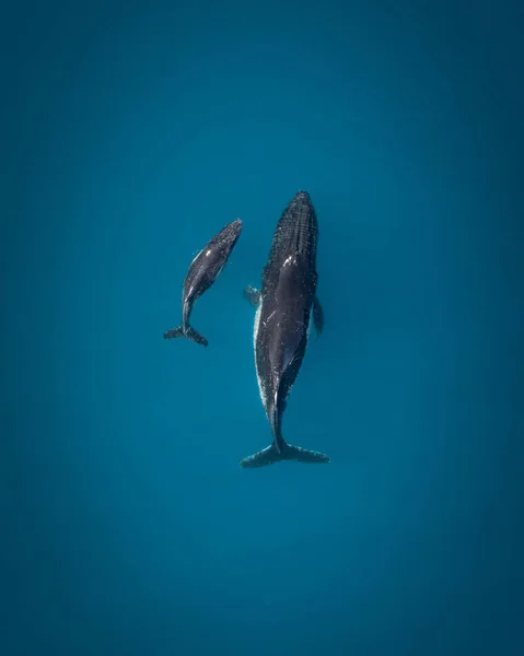 鲸鱼宝宝在深蓝色海水中的空中俯瞰图 — 图库照片