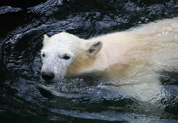 一只白北极熊在动物园里的阳光下在水里游泳 — 图库照片