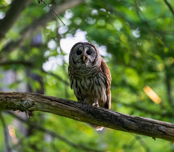 Ormandaki bir dala tünemiş bir baykuş