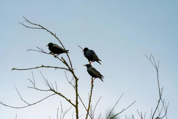 Een Lage Hoek Van Gewone Spreeuwen Droge Takken — Stockfoto