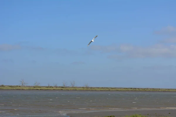 View Gull Flying Lake Blue Sky Sunny Day — Stock Photo, Image