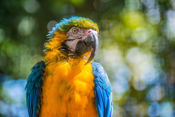 Gros Plan Aras Bleu Orangé Perché Dans Une Cage — Photo