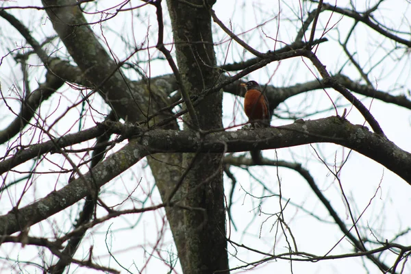 Kasvetli bir günde bir ağacın çıplak dalına tünemiş bir Amerikan bülbülü düşük açılı görüntüsü.
