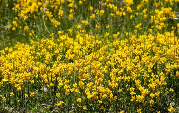 Ένα Κοντινό Πλάνο Πολλά Λουλούδια Genista Sagittalis Στο Πεδίο Άγρια — Φωτογραφία Αρχείου