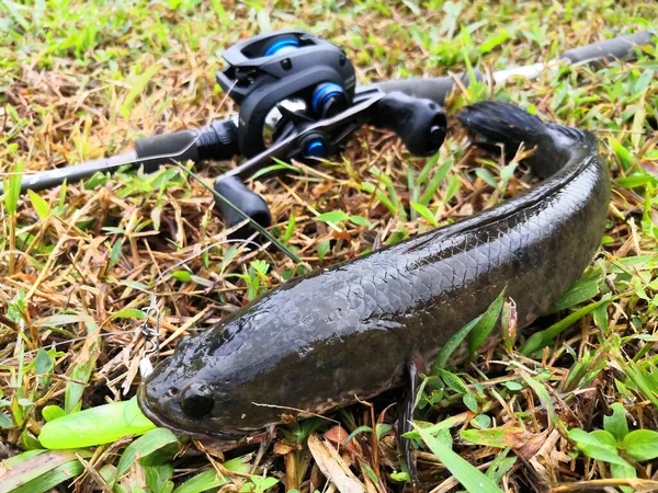 Nahaufnahme Von Angelrute Und Fisch Auf Dem Boden — Stockfoto