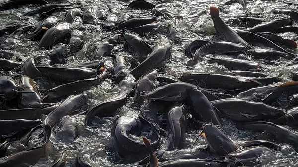 Sacco Pesce Nell Allevamento Ittico Alimentazione Pesci Acqua Dolce Allevati — Foto Stock