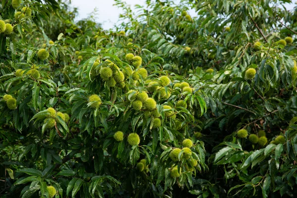 Живописный Вид Китайское Ореховое Дерево Зелеными Листьями Снаружи — стоковое фото