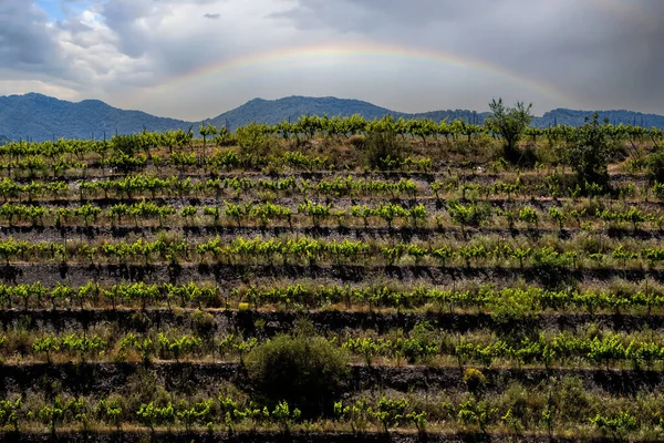 スペイン カタルーニャ州の雲一つない青空の下 タラゴナのブドウ畑の風景 — ストック写真