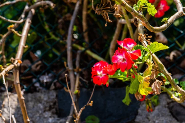 Eine Nahaufnahme Roter Garten Geranienblüten Die Frühling Park Wachsen — Stockfoto