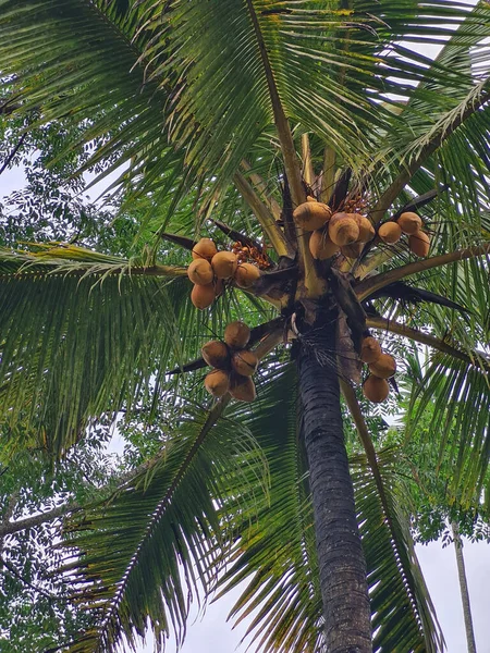 Een Lage Hoek Close Van Een Kokosnoot Boom India — Stockfoto