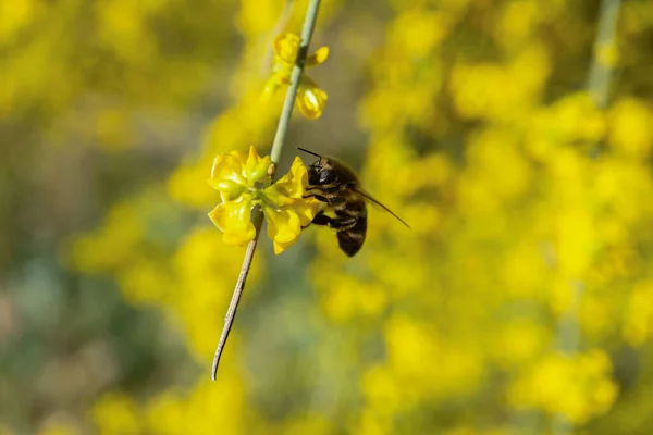 Közeli Kép Egy Mézelő Méh Beporzó Sárga Virágok Háttérben Fókusz — Stock Fotó