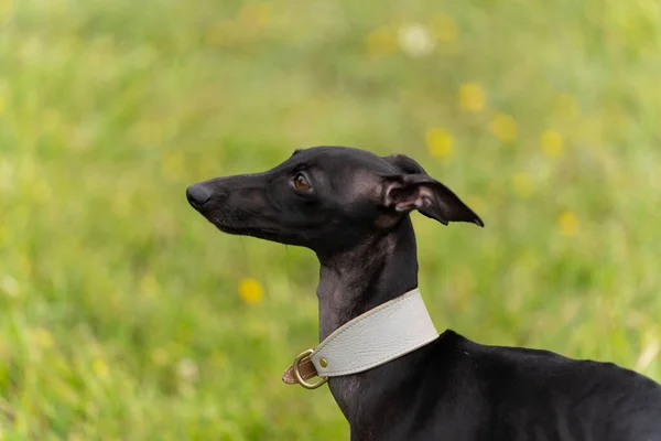 Primer Plano Perro Galgo Italiano Negro Con Cuello Blanco Grueso —  Fotos de Stock