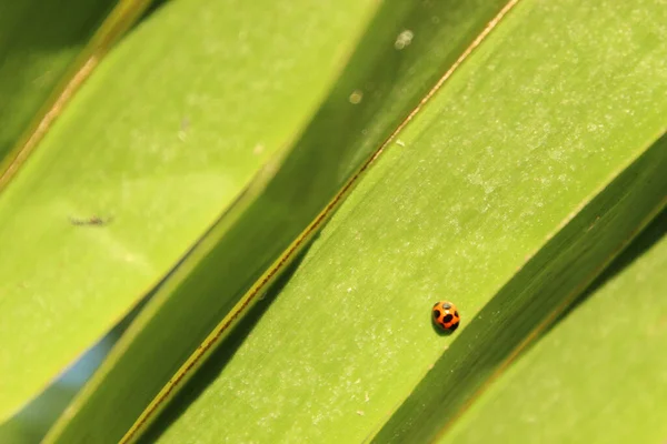 Nahaufnahme Eines Winzigen Marienkäfers Der Auf Einem Grünen Blatt Sonnenlicht — Stockfoto