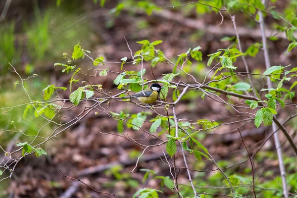 Selective Great Tit Parus Major Branches — Stock Photo, Image