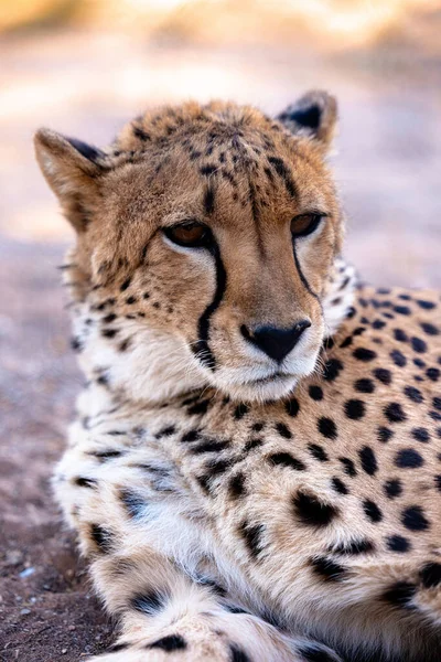 Eine Vertikale Aufnahme Eines Schönen Geparden Namibia Südafrika — Stockfoto