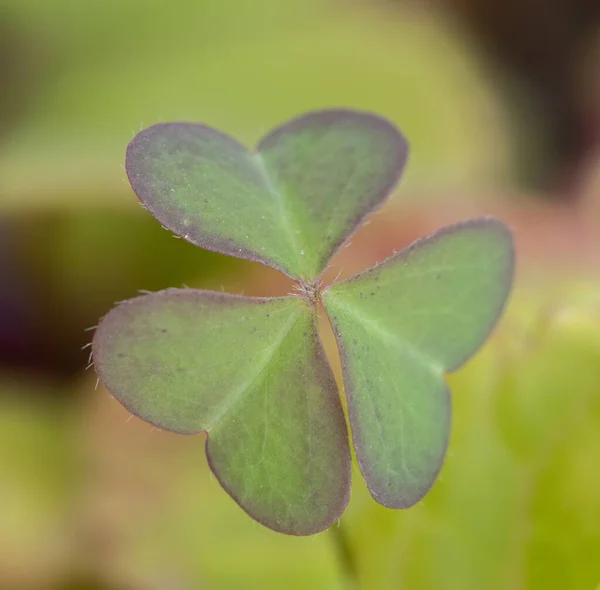 Shallow Focus Shot Small Clover Leaf Plants Blurred Background — Stock Photo, Image