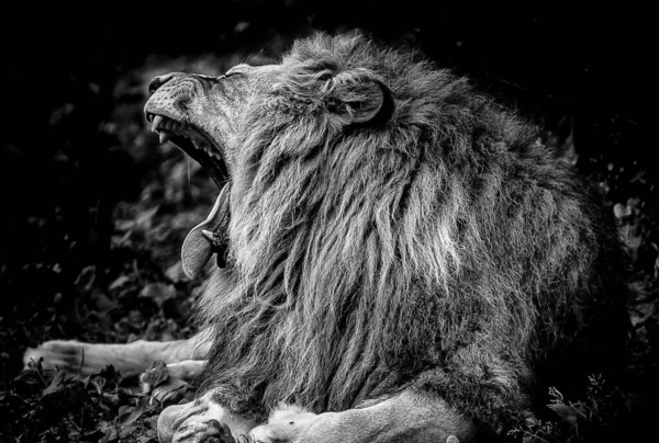 一只躺在地上的公狮在黑白中咆哮的特写镜头 — 图库照片