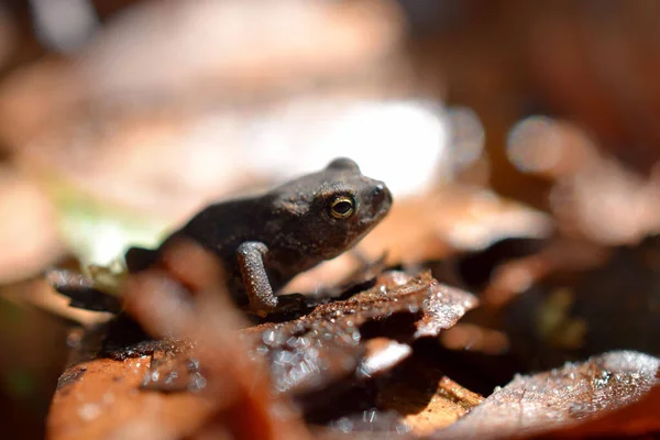 Closeup Shot Beautiful Frog Blurry Background — Stock Photo, Image