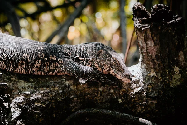 Gros Plan Moniteur Eau Asiatique Sur Une Branche Arbre Dans — Photo